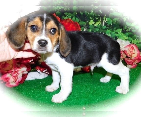 Beagle puppy for sale + 66603