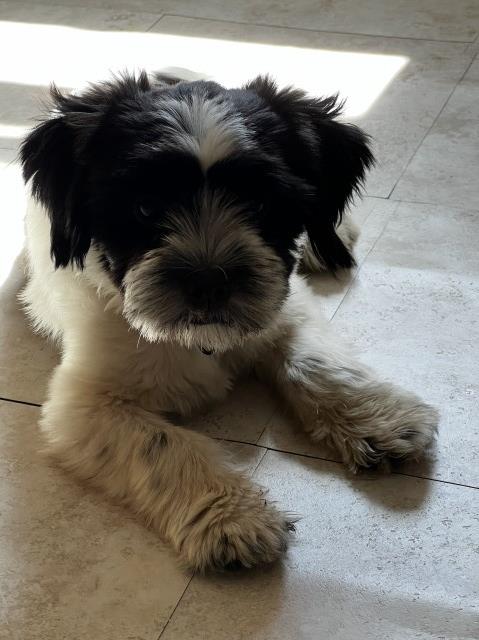 Shih Tzu puppy for sale + 66164