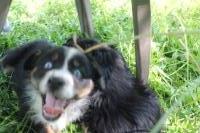 Smith Farm Standard Aussies Australian Shepherd Dog for sale/adoption