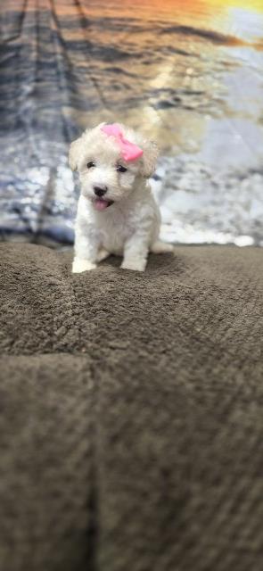 Maltipoo puppy for sale + 66683