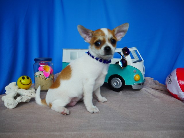 Every Great Day Begins with a Chihuahua