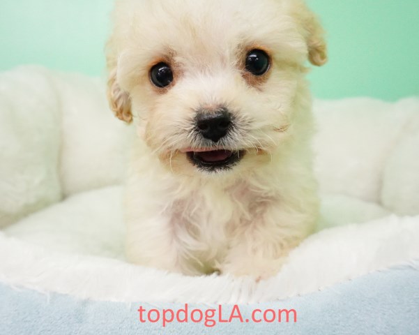 Pomapoo Puppy – Male- Dane ($799)