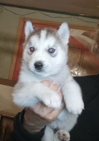 Siberian Husky puppy for sale + 65800