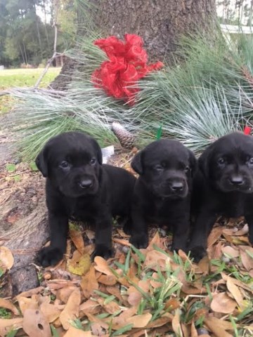 Silver, Yellow, Black Labrador Pups Ready Now