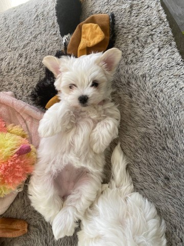 Maltese Puppy For Sale - "Lily"