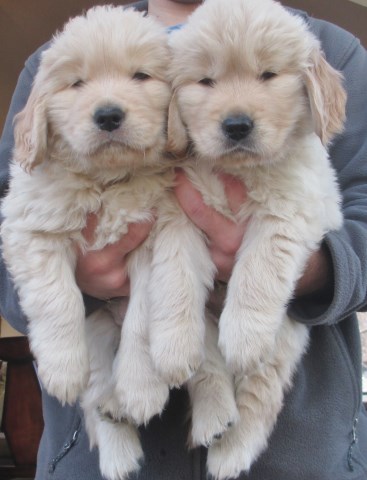 Golden Retriever Puppies