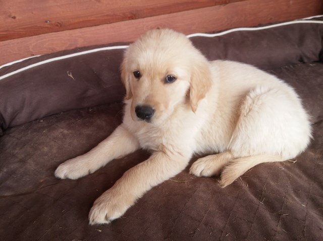 Golden Retriever Puppy Dog For Sale In Stigler Oklahoma