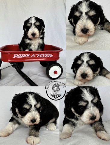 Miniature Schnauzer puppy for sale + 64694