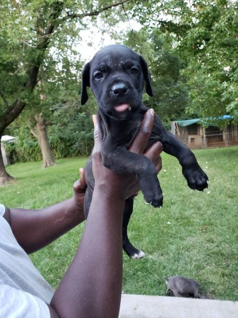 Cane Corso puppy for sale + 52324