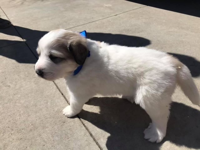 Great Pyrenees puppy for sale + 55956
