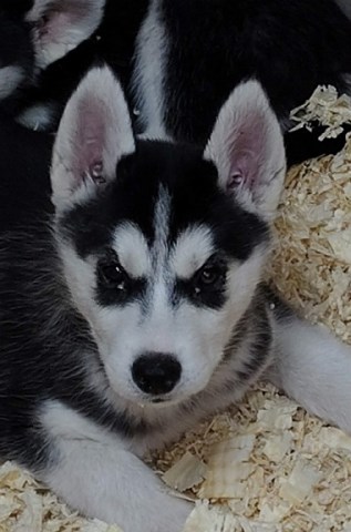 AKC Siberian Husky Champion  lines