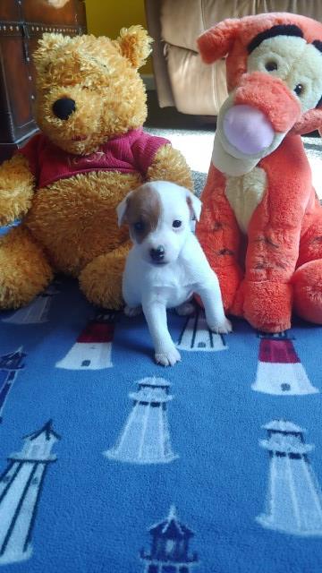 2 Adorable Female Puppies