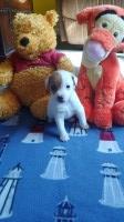 Last Puppy Listed