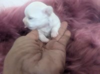 Female Chihuahua  Tiny Tcup Apple Head Chihuahua for sale/adoption