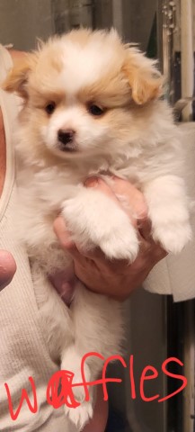 Pomeranian puppy for sale + 65330