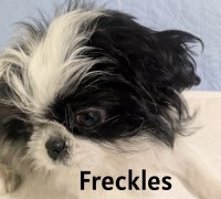 Imperial AKC Shih Tzu Puppies  Three Females Shih Tzu for sale/adoption