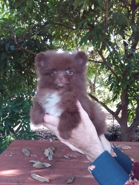 Beautiful Chocolate Pomeranian Puppy Female