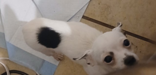 Chihuahua puppy for sale + 66226