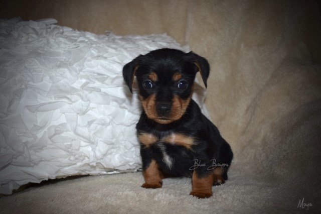 Tiny Toy Female Yorkie (Maya)