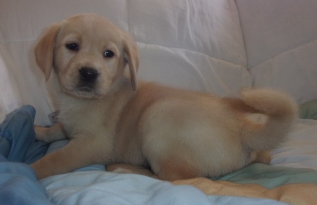 Labrador Retriever puppy for sale + 66436