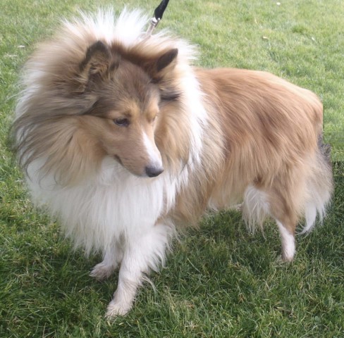 Sheltie 6027548563