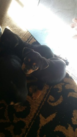 Yorkshire Terrier puppy for sale + 54249