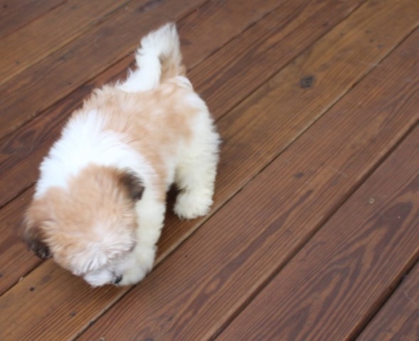 Havanese puppy for sale + 64931