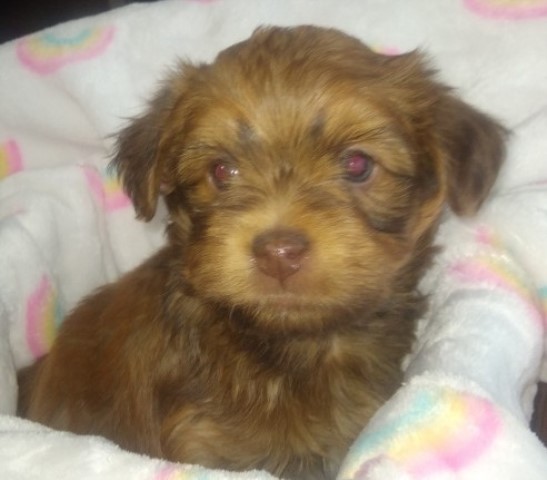 Stunning Red Male Havanese Puppy Gasport, NY