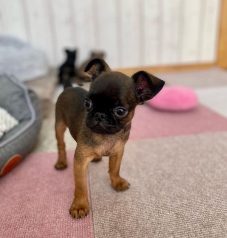 Male Brussels Griffon For Sale