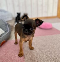 Male Brussels Griffon For Sale Brussels Griffon for sale/adoption