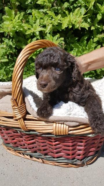 Adorable Standard poodle pups