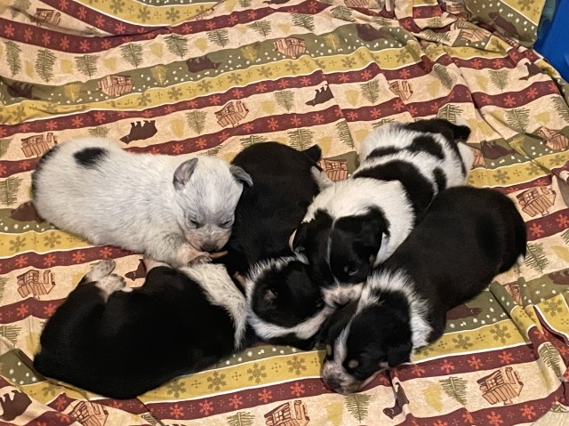 Blue heeler Australian shepherd puppies