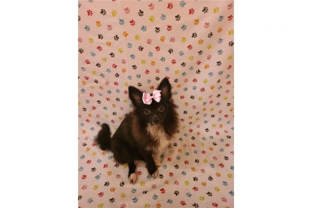 Pomeranian-Cindy-Female