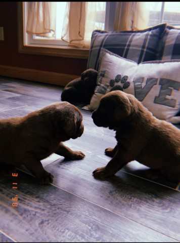 Labrador Retriever puppy for sale + 60372