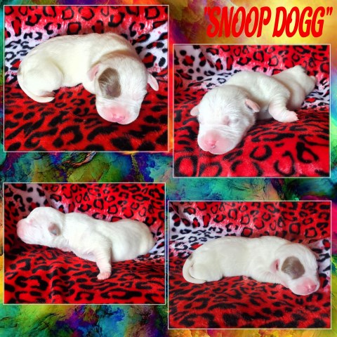 American Pit Bull Terrier puppy for sale + 62580