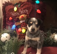 Female Cattle Jack / Jack Heeler Puppy Australian Cattle Dog for sale/adoption