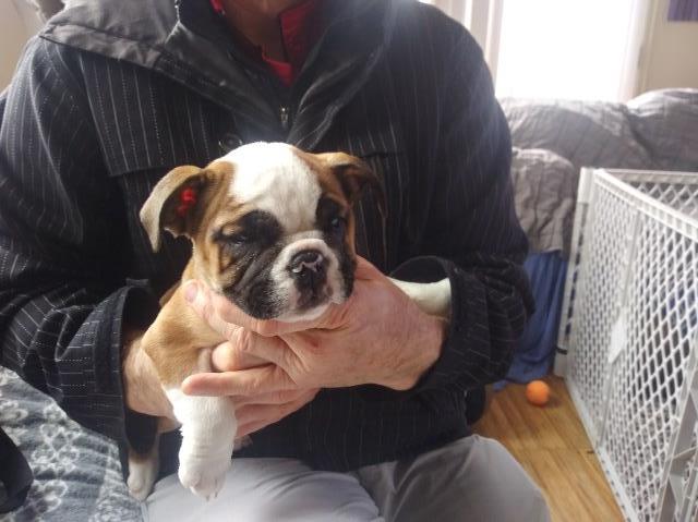 English Bulldog tricolor pure breed