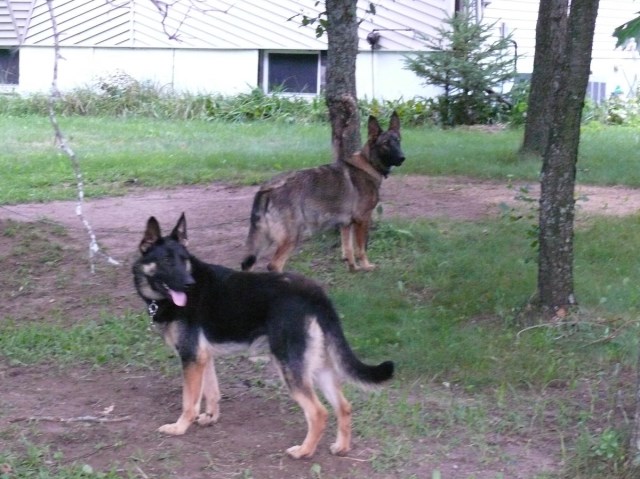 German Shepherd Dog puppy for sale + 54492