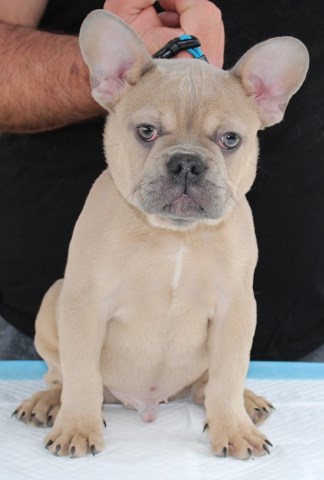 Top Quality AKC European Import French Bulldog Puppies