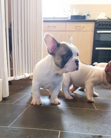 French Bulldog puppy for sale + 58181