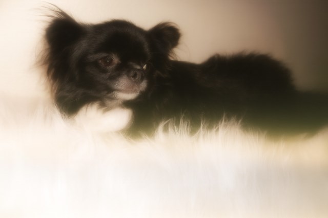 Full AKC Adult Chihuhauas
