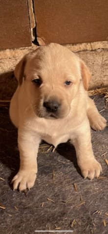 Labrador Retriever puppy for sale + 65654