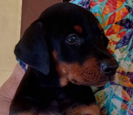 Doberman Pinscher puppy for sale + 64941