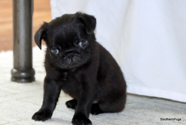 Pug puppy for sale + 66453