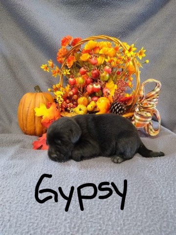 REDUCED PRICE!!!! Livin' Our Lab Life - Gypsy!!!