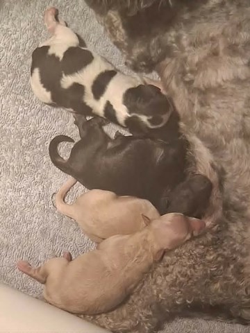 Poodle Miniature puppy for sale + 67164