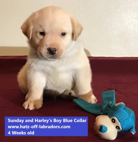 Labrador Retriever puppy for sale + 50647
