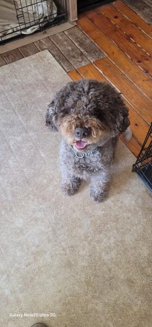 Akc re-home the retired "LORENZO"