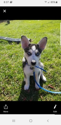 Adorable Male husky and shelte mix