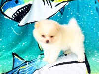 Pomeranian thumbnail